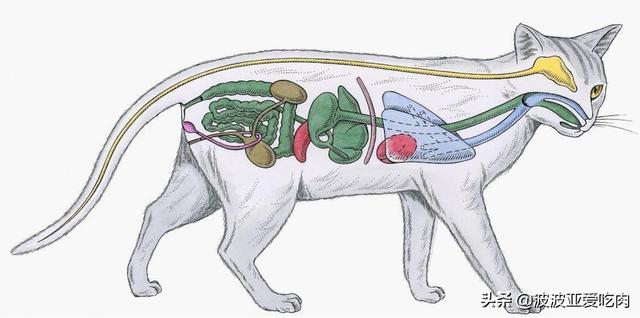 猫咪猎手:怎么从一窝猫咪中挑选出猫王？