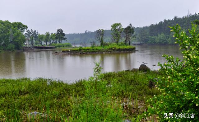 普通秋沙鸭:青海湖里除了湟鱼，还有什么珍贵的水生动植物