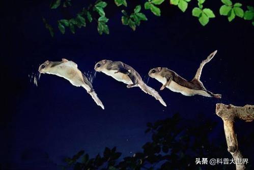 红白鼯鼠:全家人想去三亚旅游，行程应该如何制定有哪些攻略推荐