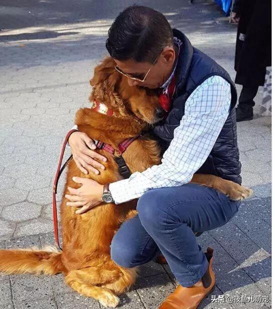 如何训练狗狗生人视频:如何训练狗狗在遛狗时就在你身边，不往前冲，也不扑人和到处闻？