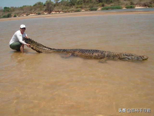 亚马逊森蚺大战凯门鳄:亚马逊沼泽之王：森蚺，既然它没天敌，那么带把刀能自救吗？