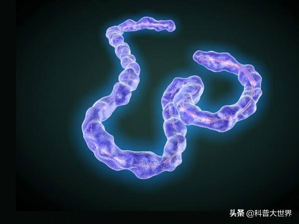 埃博拉病毒传播途径:埃博拉病毒在西非传染的环境条件是什么？有哪些治疗措施？