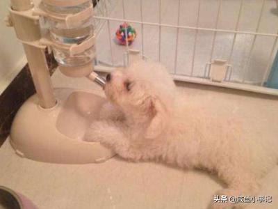 比熊狗狗拉肚子呕吐:我家狗狗经常呕吐拉稀，狗狗肠胃不好有哪些原因？
