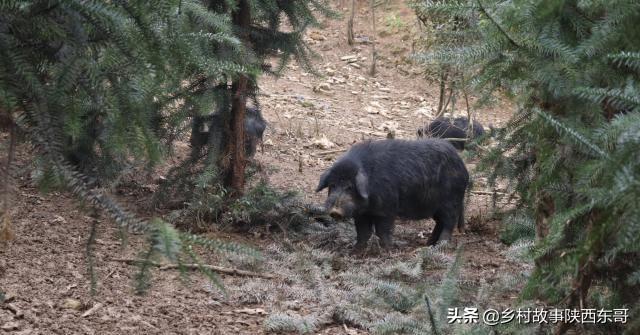 五指山香猪养殖基地:和合作社养香猪有前景吗？