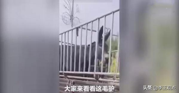 秋田犬八公图片:吉林一毛驴临死前流泪磕头求饶，好心人花九千元买下，怎么回事？