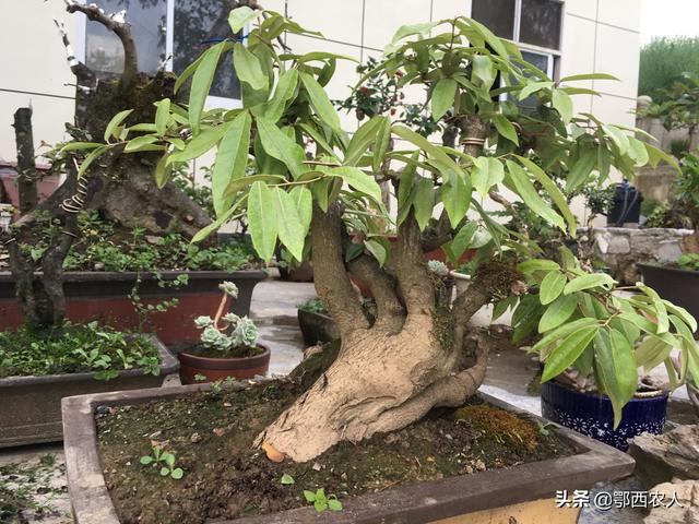 头条问答 - 羊奶果下山桩什么时候施肥?(3个回答)