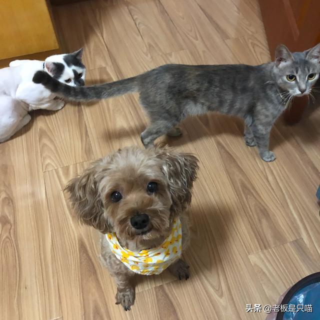 体味最小的狗品种:柯基犬有体味么?体味大么?掉毛严重么？