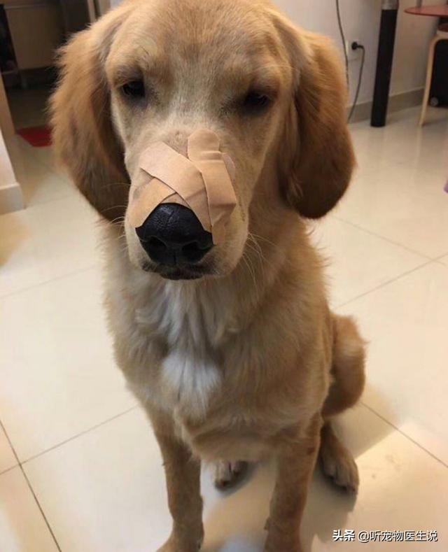 金毛犬有什么缺点？插图4