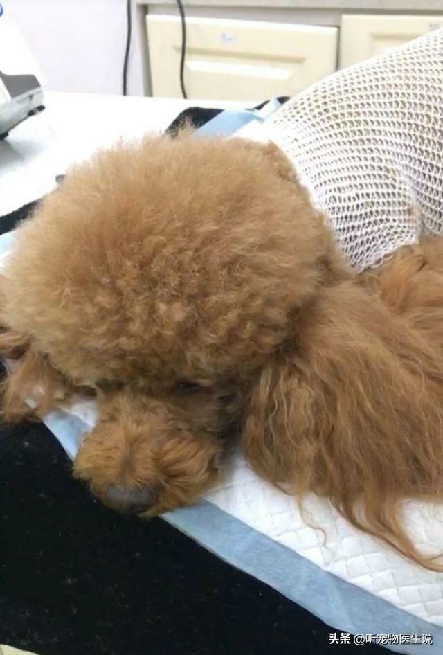 大狗民:泰迪母狗年龄大了结扎有危险吗？
