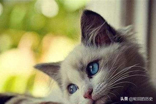 猫天天:家里养的猫老是想出去怎么办？