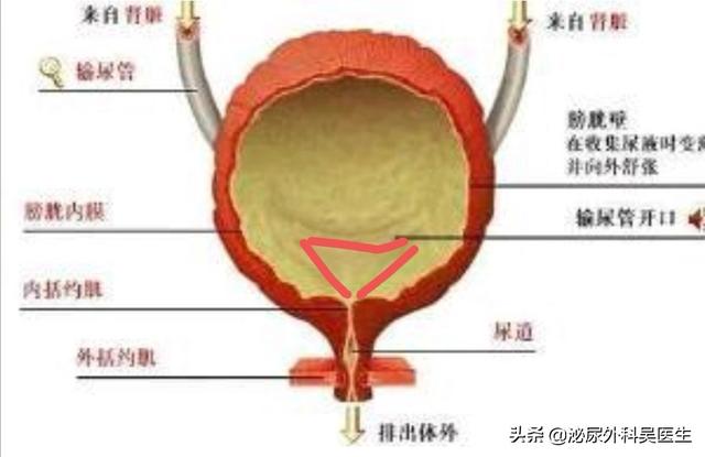 头条问答 - 膀胱三角区是什么位置?(1个回答)