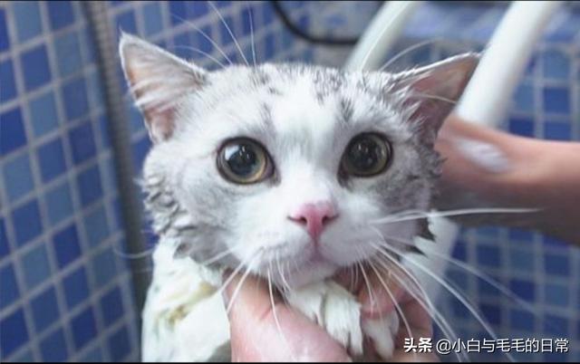 爱洗澡的猫猫:猫咪不爱洗澡我该拿它怎么办？