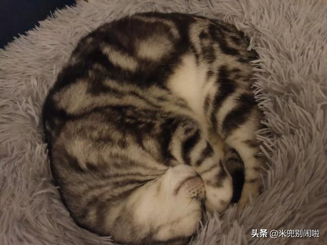 美国短毛猫图片:新手如何购买并调教好一只美国短毛猫？