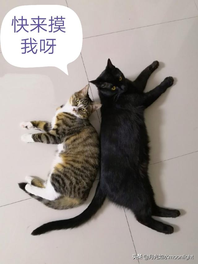 宠物与我:我为了宠物和家人抗争，家里人都说我不懂事，我真的错了吗？