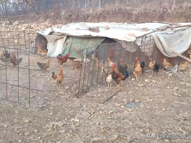 豹猫多少钱:大理石纹路豹猫价格是多少？ 纯种豹猫多少人民币