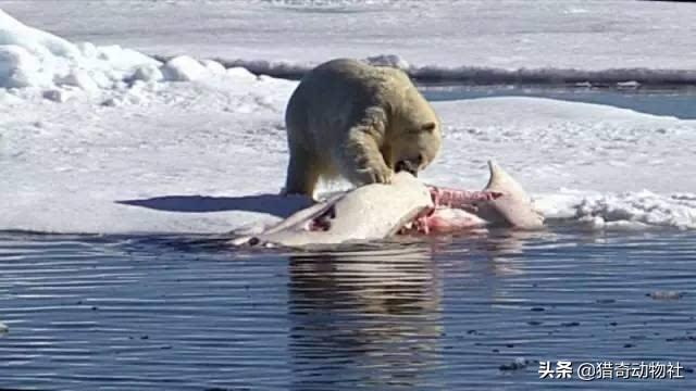 海中凶猛鱼类图片:鲨鱼吃白鲸么？白鲸这么温顺，打的过鲨鱼么？