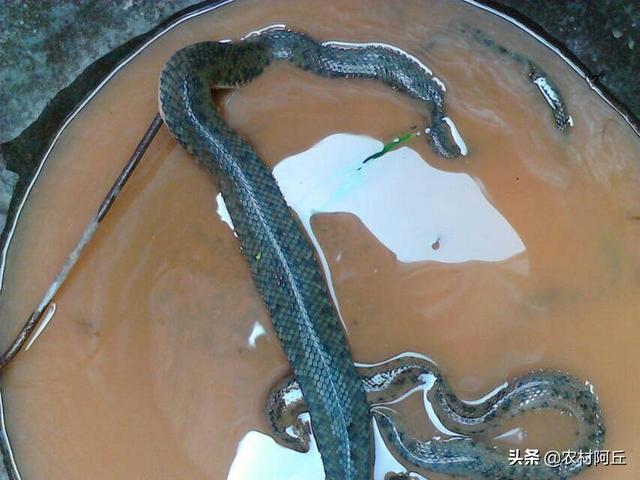 被黑色乌苏里蝮蛇咬了怎么办:腹蛇咬了狗，狗咬了人，人会被蛇毒毒死么？