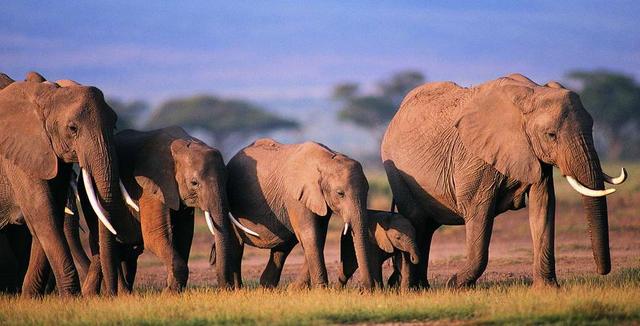 西双版纳大象屡屡出走，没有天敌的它们是否有了不为人知的预感