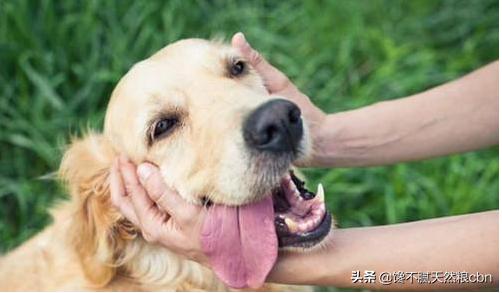 好狗狗:想买个宠物狗，买公的还是母的合适？