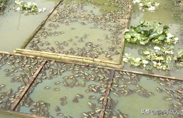 非洲牛箱头蛙:生活在7000万年前的魔鬼蛙，真的能猎杀恐龙吗