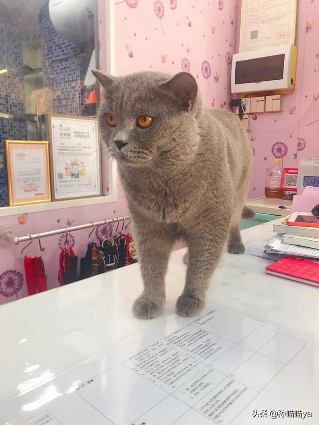 最适合初养的猫咪有哪些？
