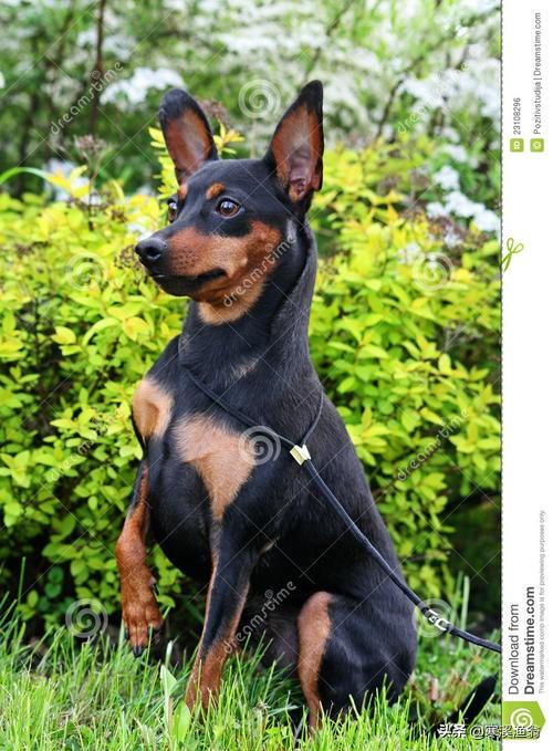 法兰德斯牧牛犬造句:好的牧羊犬可以代替人放羊吗？