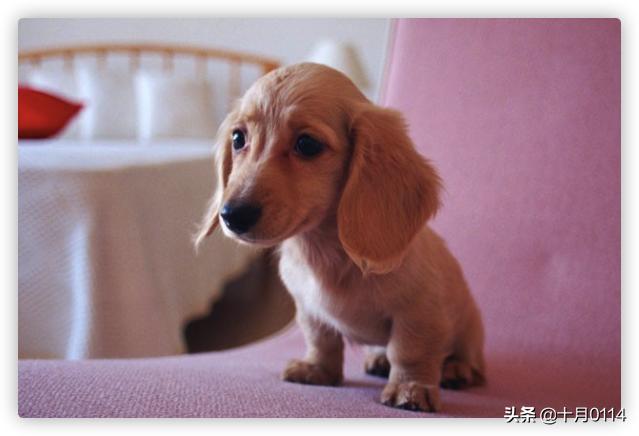 贝生吉犬怎么训练:格力犬的后腿肌肉怎么练？