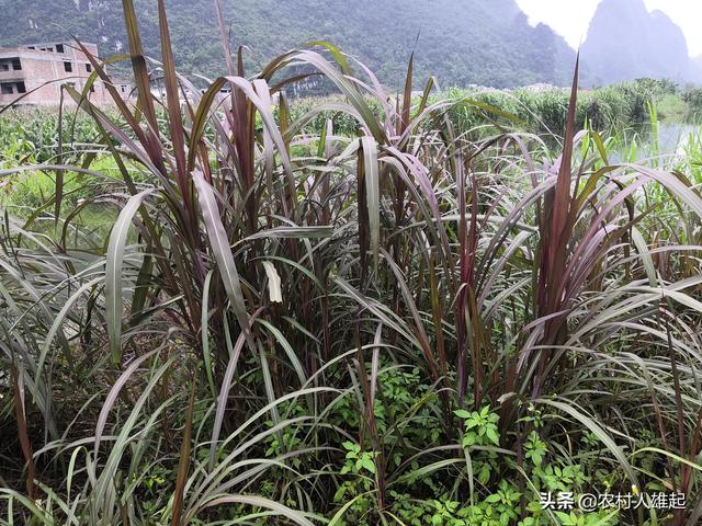 广西刺猬养殖场:我想拜访黑山羊养殖户，学习经验，头条的朋友可以提供地点吗？