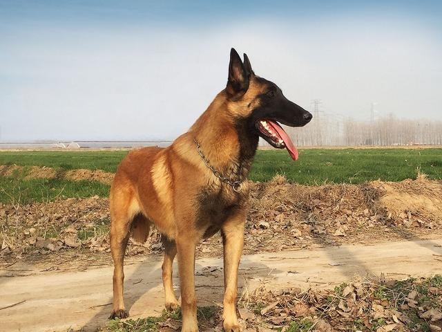 黑狼犬打架怎么样:我国的哪种狼犬打得过德国牧羊犬？为什么？
