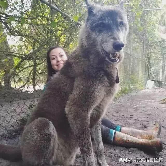 昆明狼犬:德牧和昆明犬真的不是藏獒的对手吗？