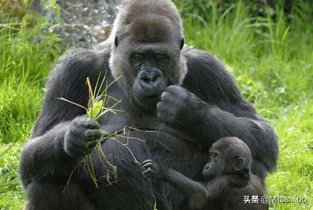 克罗斯河大猩猩:你觉得世界上最珍贵的动物是什么