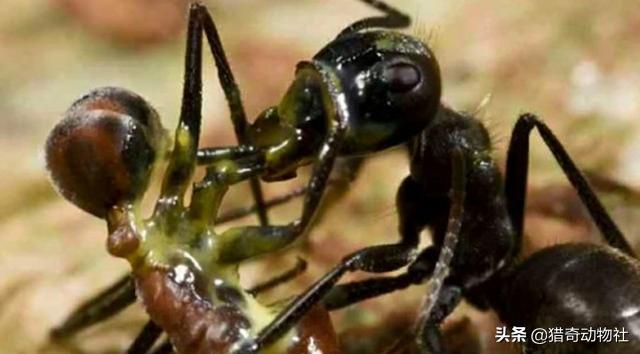 红火蚁有多厉害，什么蚂蚁可以抵抗红火蚁黄琼蚁和普通蚂蚁行吗