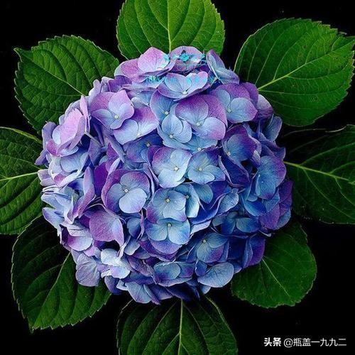 3朵绣球花的花语:绣球花一个枝头上有多个花苞，正常吗？绣球花盆栽该如何养护？