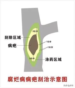 溴敌隆乳母液:蔬菜种植如何防治黄曲条跳甲？