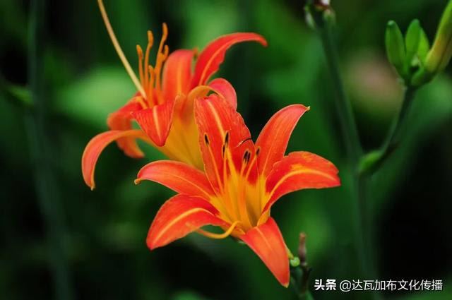 吴樾老婆:「陌上花开，可缓缓归矣」这句诗中里的花，可能是什么花？
