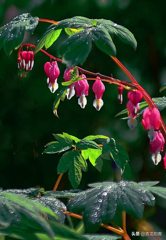 头条问答 柿子树先开花后长叶子怎么办 青龙拍客的回答 0赞