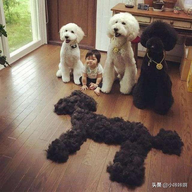 法国贵妇犬蛾是什么:贵宾犬对哪些事情会感到很恐惧？最好不要吓唬它？