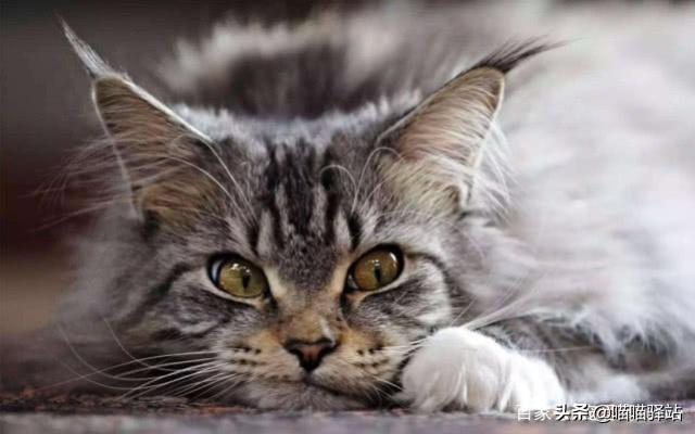 缅因猫如何喂养:小布偶猫为什么这么丑，布偶怎么发腮爆毛？