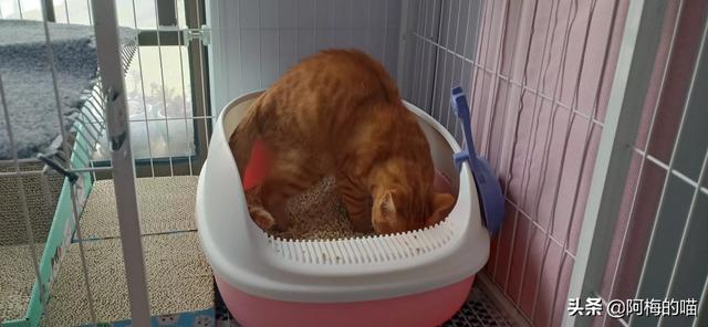 猫爪子:猫咪总是用爪子刨一个地方是怎么回事呢？