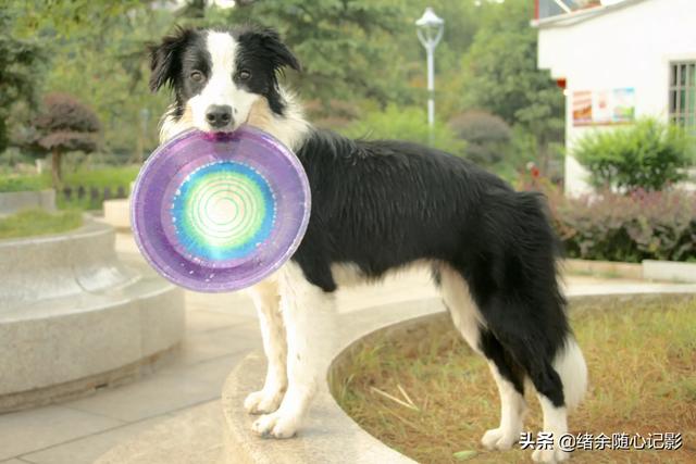 狗图片:你拍过最好的一张狗狗的照片是怎样的？