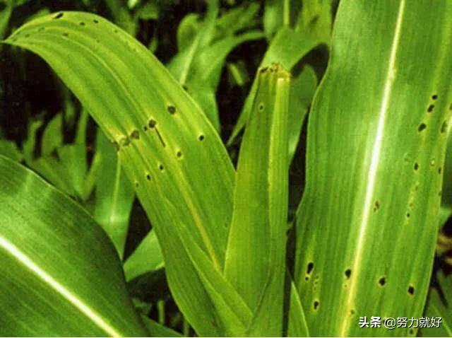 玉米地蚜虫怎么防治:玉米螟虫防治的最佳时机及方法？