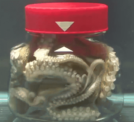 章鱼的寿命是多长时间，红草金怎么养红草金的寿命是多长时间