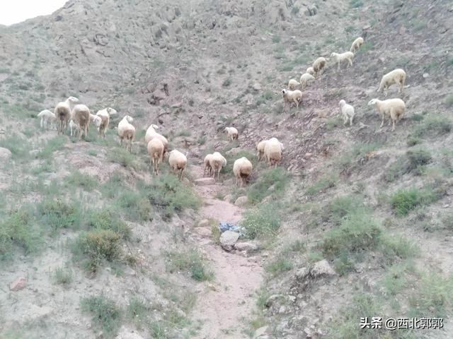 吐根堡山羊:新手如何入行养羊？需要注意哪些问题？
