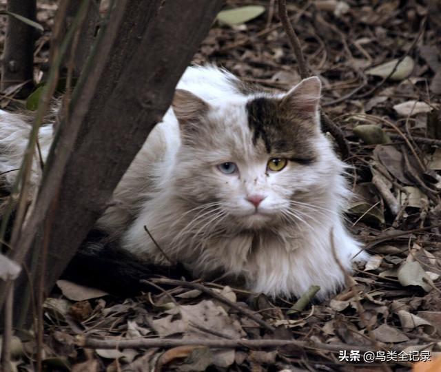 流浪猫救主人:流浪猫在门外，不肯离开，怎么办？