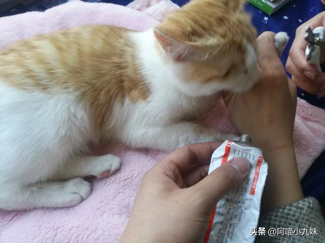 日本网友整理的猫狗十戒:哪些养猫行为，其实是在让猫承受痛苦？