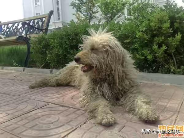 关于流浪狗和流浪猫感悟:大雨时，马路上积水成河，流浪的猫和狗是怎么生存下去的？