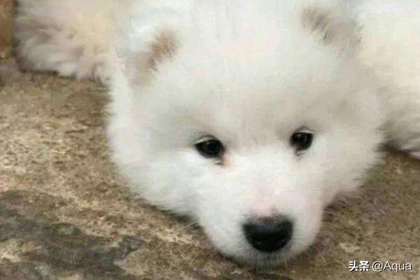 萨摩耶幼犬:细数萨摩耶狗狗的尴尬期_幼犬换毛？