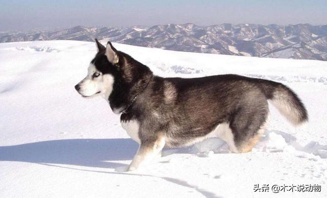 阿拉斯加雪橇犬怎么养殖:怎样才能让阿拉斯加不拆家？