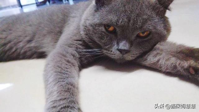 愤怒的猫咪头像:猫咪有抑郁症会有什么表现？