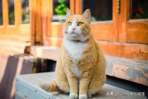 猫的寿命:寿命长的猫咪会有哪些特征？